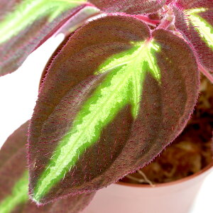 ieEj\lspDp[vi1|bgjm{^@kCEBq֗vۉ