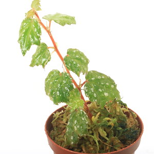 ieEjxSjA@JVOlVXi1|bgjxSjA@kCEBq֗vۉ