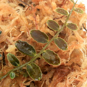 ieEj}NOrAspDGRJi1Jbvj@kCEBq֗vۉ