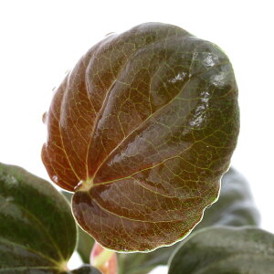 ieEjyy~AspDubN[ti1|bgj@kCEBq֗vۉ