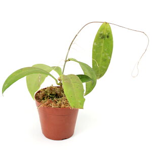 ieEj_@z@JCRGAi@Bandung@West@Javai435689ji1|bgj@kCEBq֗vۉ