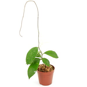 �i�e�����E���j��_���@�z���@�|���v�X�@Bandung�@West�@Java�i435691�j�i1�|�b�g�j�@�k�C���E��B�q��֗v�ۉ�