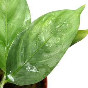 ieEjJeAspDLan@Sakai1Jbvj@kCEBq֗vۉ