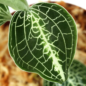 ieEjAlNgLX@C@~gi1|bgj@kCEBq֗vۉ