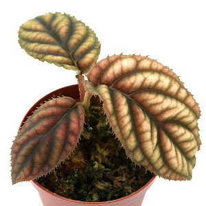 ieEjrVAspDuY@xgiYi1|bgj@kCEBq֗vۉ