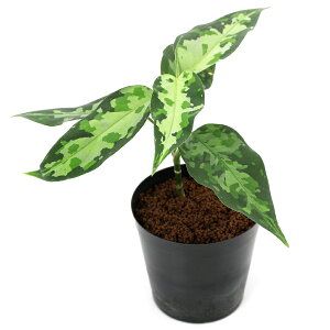 ieEj_@AOIl}@sN^@A`FYi435900ji1|bgj@kCq֗vۉ