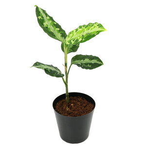 ieEj_@AOIl}@sN^@A`FYi435901ji1|bgj@kCq֗vۉ