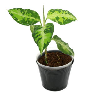 ieEj_@AOIl}@sN^@A`FYi435904ji1|bgj@kCq֗vۉ