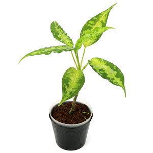 ieEj_@AOIl}@sN^@A`FYi435906ji1|bgj@kCq֗vۉ