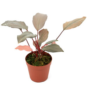 �i�e�����E���j��_���@�z�}�����i�@�t�~���X�i435915�j�i1�|�b�g�j�@�k�C���q��֗v�ۉ�