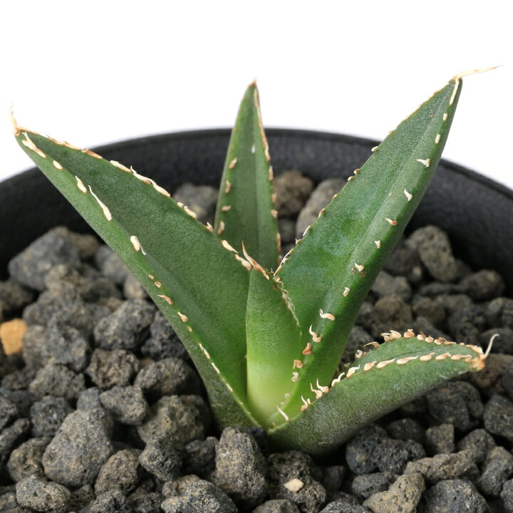 楽天市場】（観葉植物）一点物 アガベ チタノタ 海王 台湾株（1鉢 