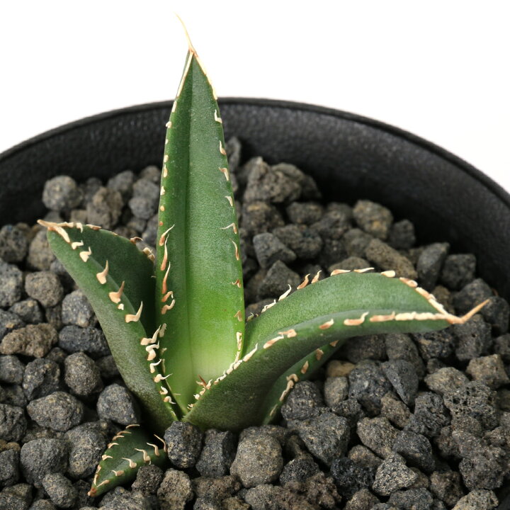 楽天市場】（観葉植物）一点物 アガベ チタノタ 海王 台湾株（1鉢  
