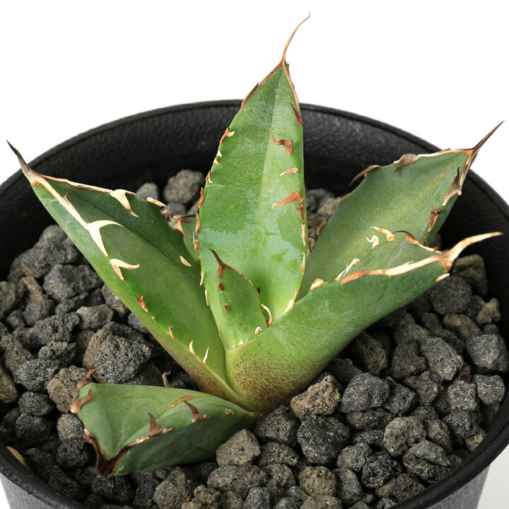 楽天市場】（観葉植物）一点物 アガベ チタノタ 黒鯨 台湾株（1鉢  