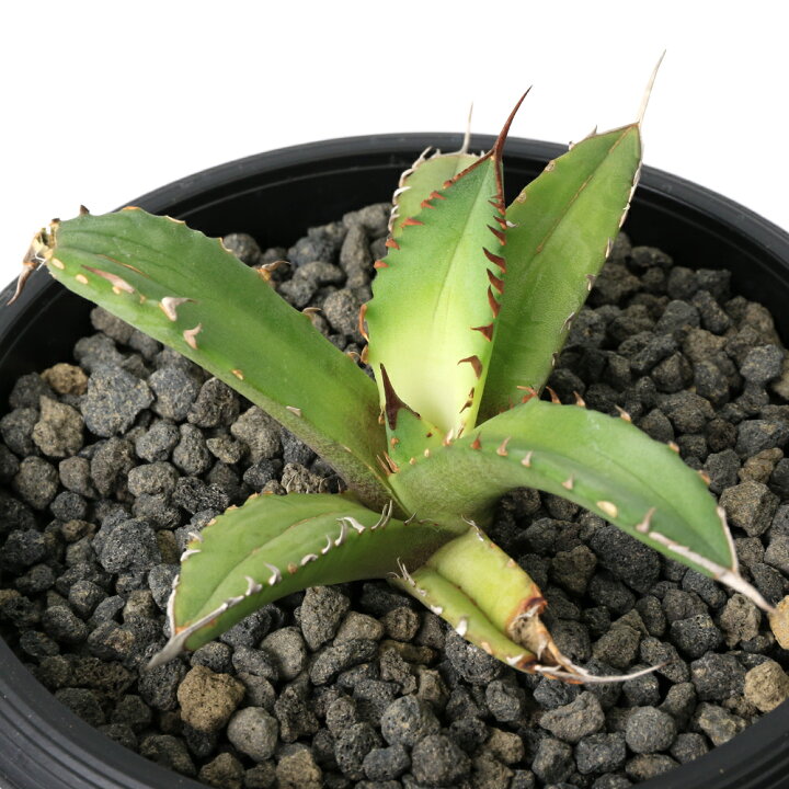 楽天市場】（観葉植物）一点物 アガベ チタノタ 姫厳竜 台湾株（1鉢 