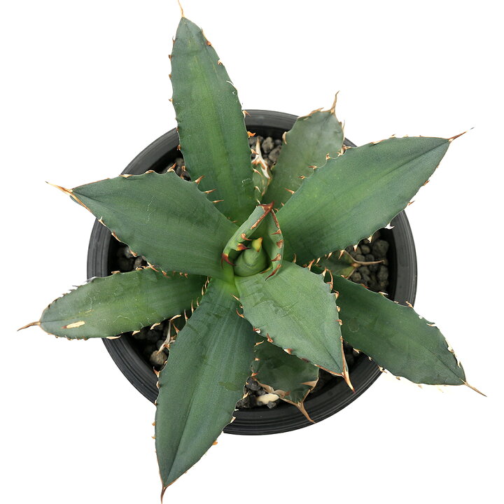 楽天市場】（観葉植物）一点物 アガベ チタノタ 姫厳竜 台湾株（1鉢 