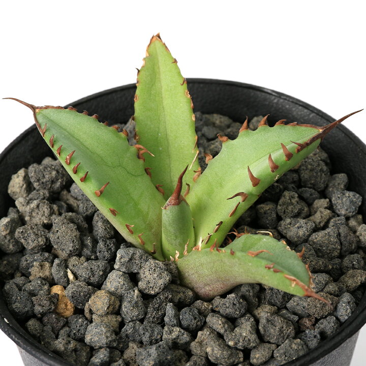 楽天市場】（観葉植物）一点物 アガベ チタノタ 姫厳竜 台湾株（1鉢  