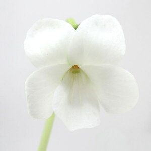 iR쑐jX~i俁jԃELERX~iԗ俁j2D5`3i1|bgjixԁj