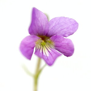 (山野草)スミレ(菫)ウスアカネスミレ(薄茜菫) 2.5〜3号(1ポット)(休眠状態)