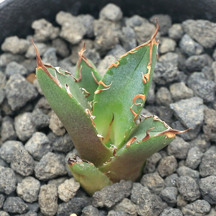 楽天市場】（観葉植物）一点物 アガベ チタノタ 鬼爪 台湾株 AT 