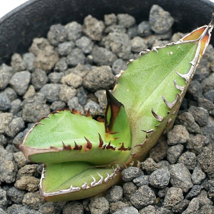 楽天市場】（観葉植物）一点物 アガベ チタノタ 黒火焔 台湾株 AT  