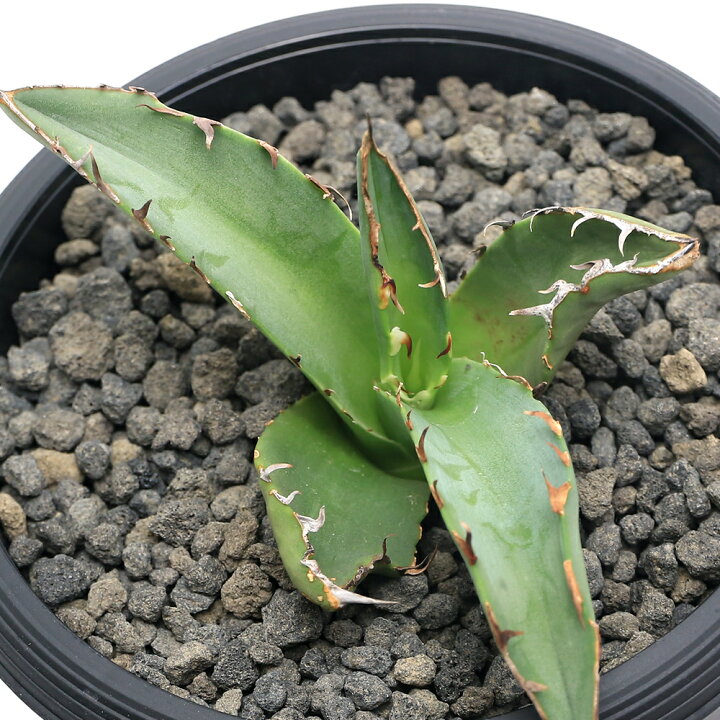 楽天市場】（観葉植物）一点物 アガベ チタノタ 蟹 台湾株 AT−69 