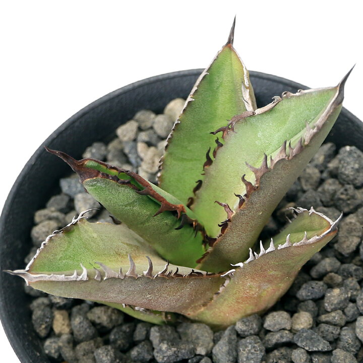 楽天市場】（観葉植物）一点物 アガベ チタノタ 黒火焔 台湾株 AT 