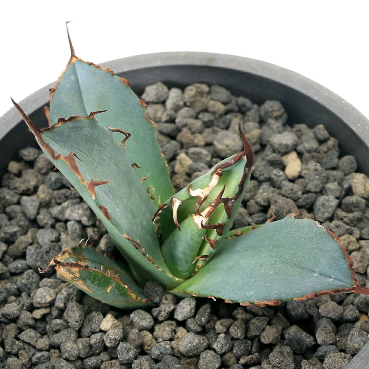 楽天市場】（観葉植物）一点物 アガベ チタノタ 狂戦士 台湾株 AT 