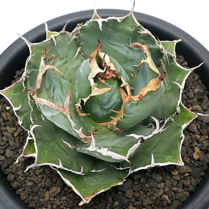 楽天市場】（観葉植物）一点物 アガベ チタノタ 白鯨 台湾株 AT  