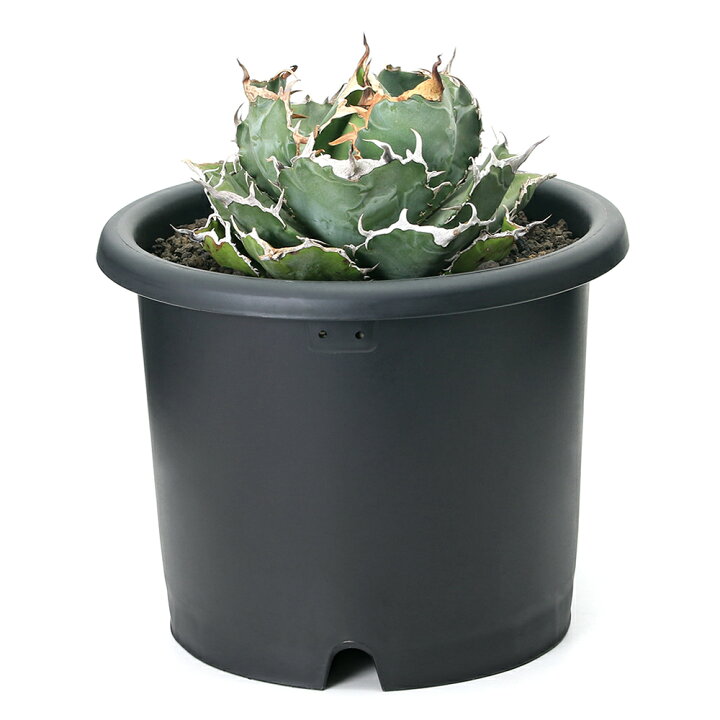 楽天市場】（観葉植物）一点物 アガベ チタノタ 白鯨 台湾株 AT  