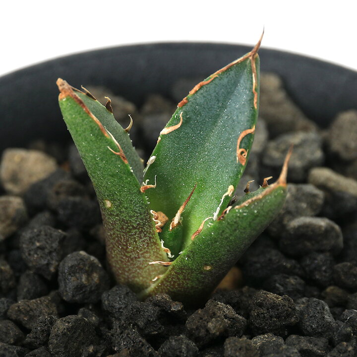楽天市場】（観葉植物）一点物 アガベ チタノタ 鬼爪 台湾株 AT 