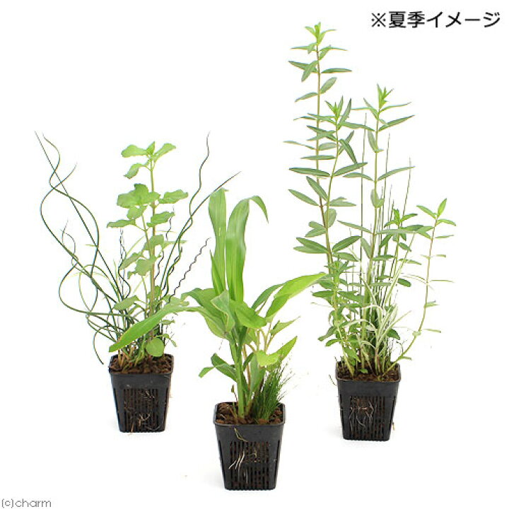 楽天市場 ビオトープ 水辺植物 メダカが喜ぶ水辺植物 産卵 隠れ家用寄せ植え ３号 １ポット 水質浄化 Charm 楽天市場店