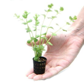 （水草）おまかせ水草ミニポット　5ポットセット（水上葉）（無農薬）