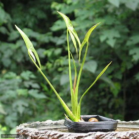 楽天市場 里芋 観葉植物 育て方の通販