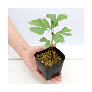 iR쑐j~́@C`E̕ciǁj2D5@Yʖi1|bgjixԁj