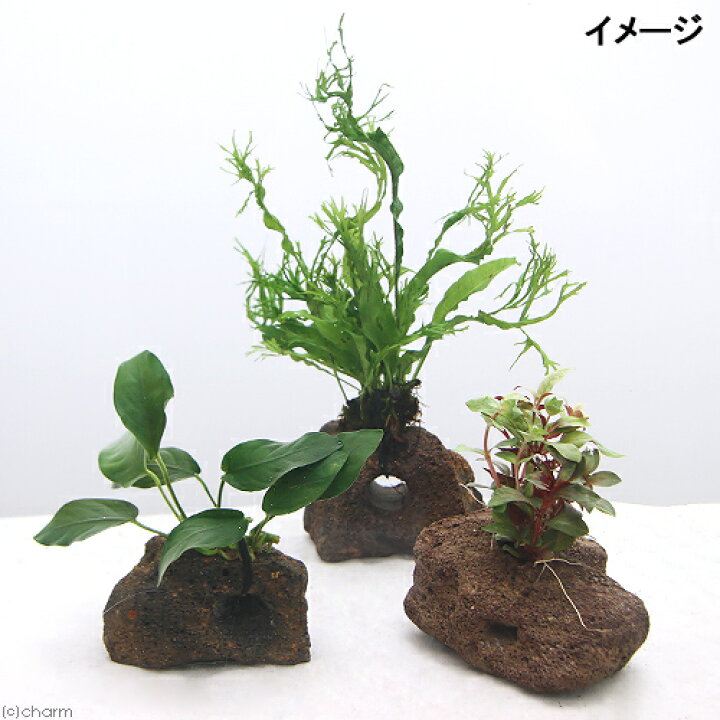 楽天市場 水草 置くだけ簡単 水草付き溶岩石３種セット ミクロ アヌビアス 有茎草 水上葉 北海道航空便要保温 Charm 楽天市場店