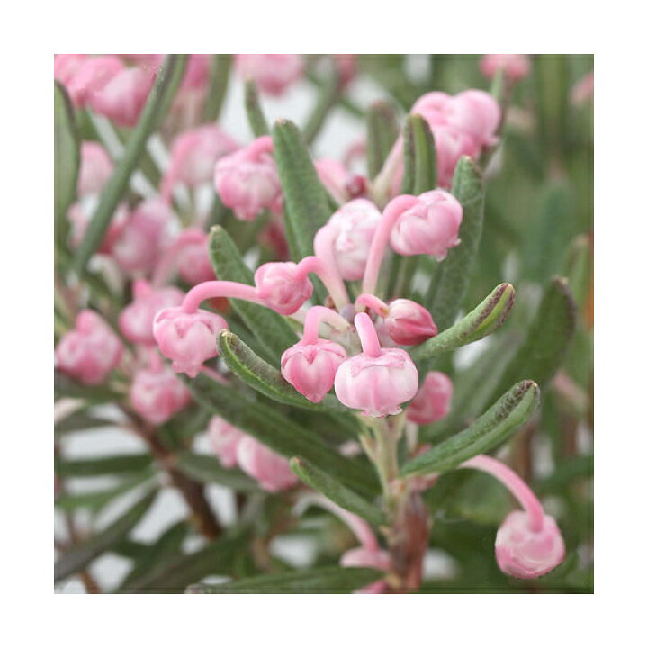 楽天市場 山野草 盆栽 ヒメシャクナゲ ブルーアイス 姫石楠花 ３号 １ポット Charm 楽天市場店