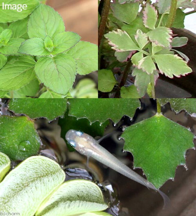 楽天市場 ビオトープ 水辺植物 インスタントビオトープ ｌｏｗタイプ 寄せ植え １鉢 Charm 楽天市場店