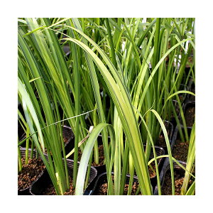 iR쑐jZLVEiARXEIESj2D5`3i1|bgjA