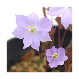 iR쑐j^c^\Eicj@3i1|bgjixԁj