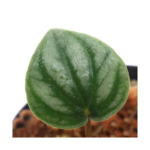 ieEjyy~AspDCauchero@PanamaYi1|bgj@kCEBq֗vۉ