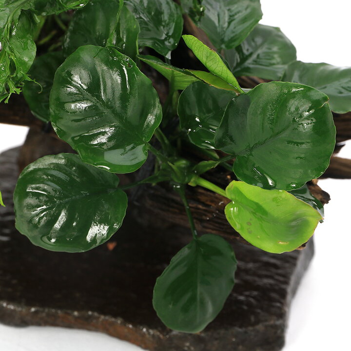 楽天市場 水草 置くだけ簡単 レイアウト流木 アヌビアス ミクロソリウム付 1個 Charm 楽天市場店 楽天市場 水草 置くだけ簡単 レイアウト流木 アヌビアス ミクロソリウム付 1個 Charm 楽天市場店