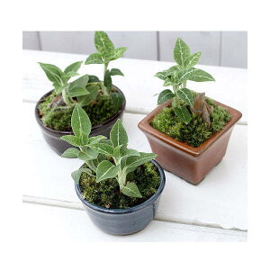 (山野草)盆栽 和盆栽 ミヤマウズラ 鉢おまかせ(3鉢) ジュエルオーキッド