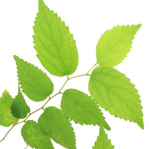 iR쑐j~́@GmLi|؁j3i1|bgjixԁj