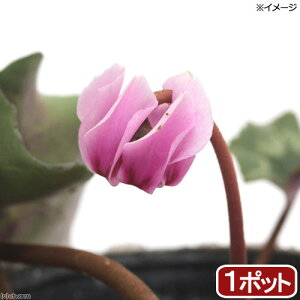 iR쑐jVN@wftHEilA|^ijԁ@2D5i1|bgjixԁj