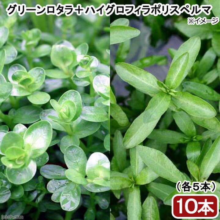 楽天市場 水草 ビギナー向け水草 ２種セット グリーンロタラ ハイグロフィラポリスペルマ 水上葉 各５本 Charm 楽天市場店