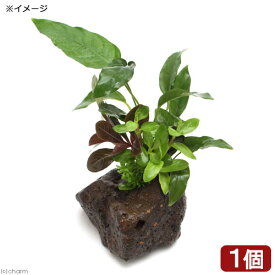 （水草）Plants　Arrangement　ザ　ボンサイ　Ver．アヌビアス　ショート＆シャープ（水上葉）（1個）