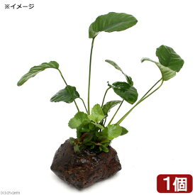 （水草）Plants　Arrangement　ザ　ボンサイ　Ver．アヌビアス　バルテリーリンクルリーフ（水上葉）（1個）