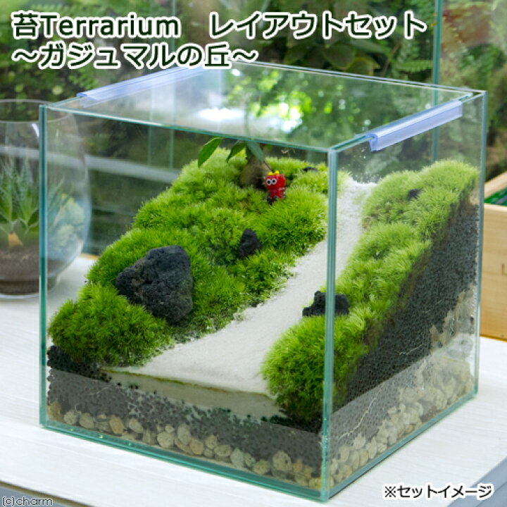 楽天市場 観葉植物 苔テラリウム レイアウトセット ガジュマルの丘 説明書付 北海道冬季発送不可 Charm 楽天市場店
