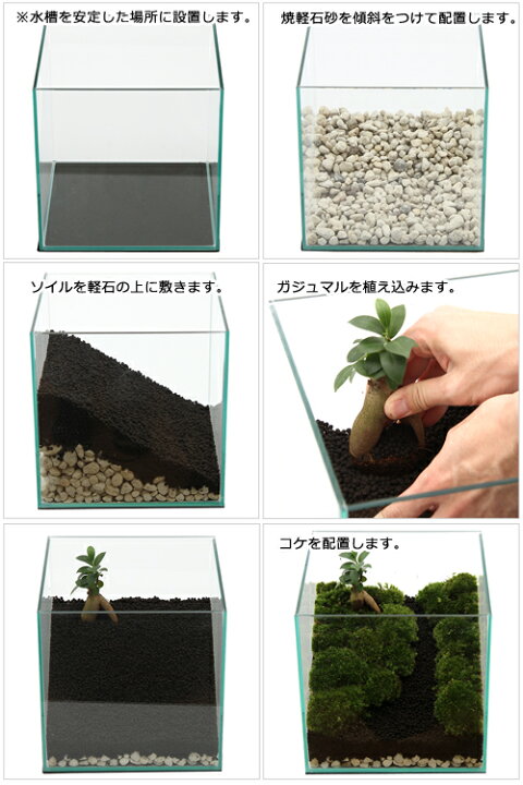 楽天市場 観葉植物 苔テラリウム レイアウトセット ガジュマルの丘 説明書付 沖縄別途送料 北海道冬季発送不可 Charm 楽天市場店