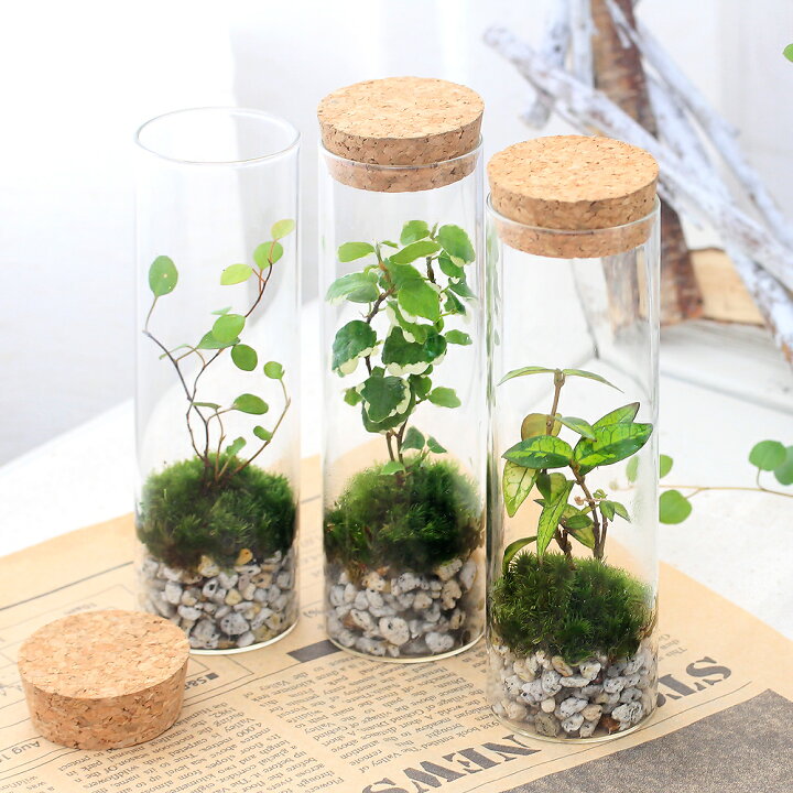 楽天市場 観葉植物 苔テラリウム インテリアプランツ スタンドガラス １個 北海道冬季発送不可 Charm 楽天市場店